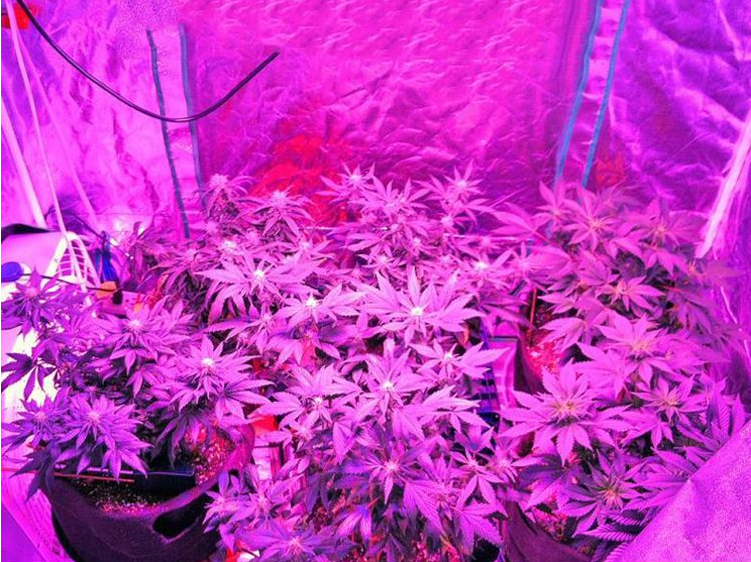 CXB3590 60W COB LED Plant Grow Light Full Spectrum  Grow Lights with Adjustable Rope