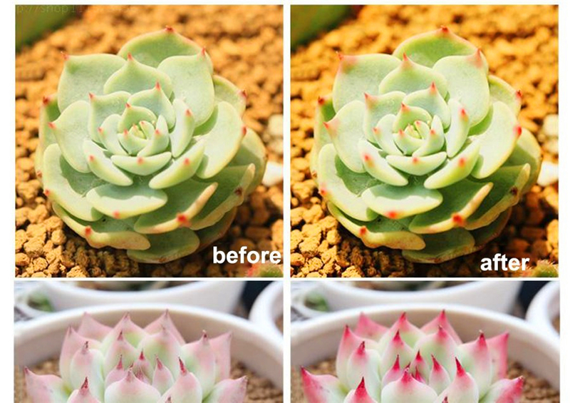 ip65 waterproof Red Blue 3:1 4:1 5:1 Full spectrum 12V smd 5050 strip led grow lighting for Greenhouse Hydroponic Plant Growing