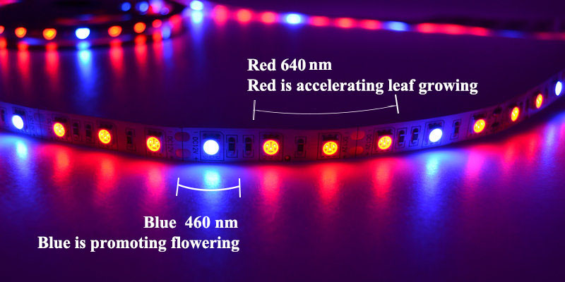 shenzhen Factory led indoor grow led grow light for plant grow lights for indoor gardening high brightness 5 years