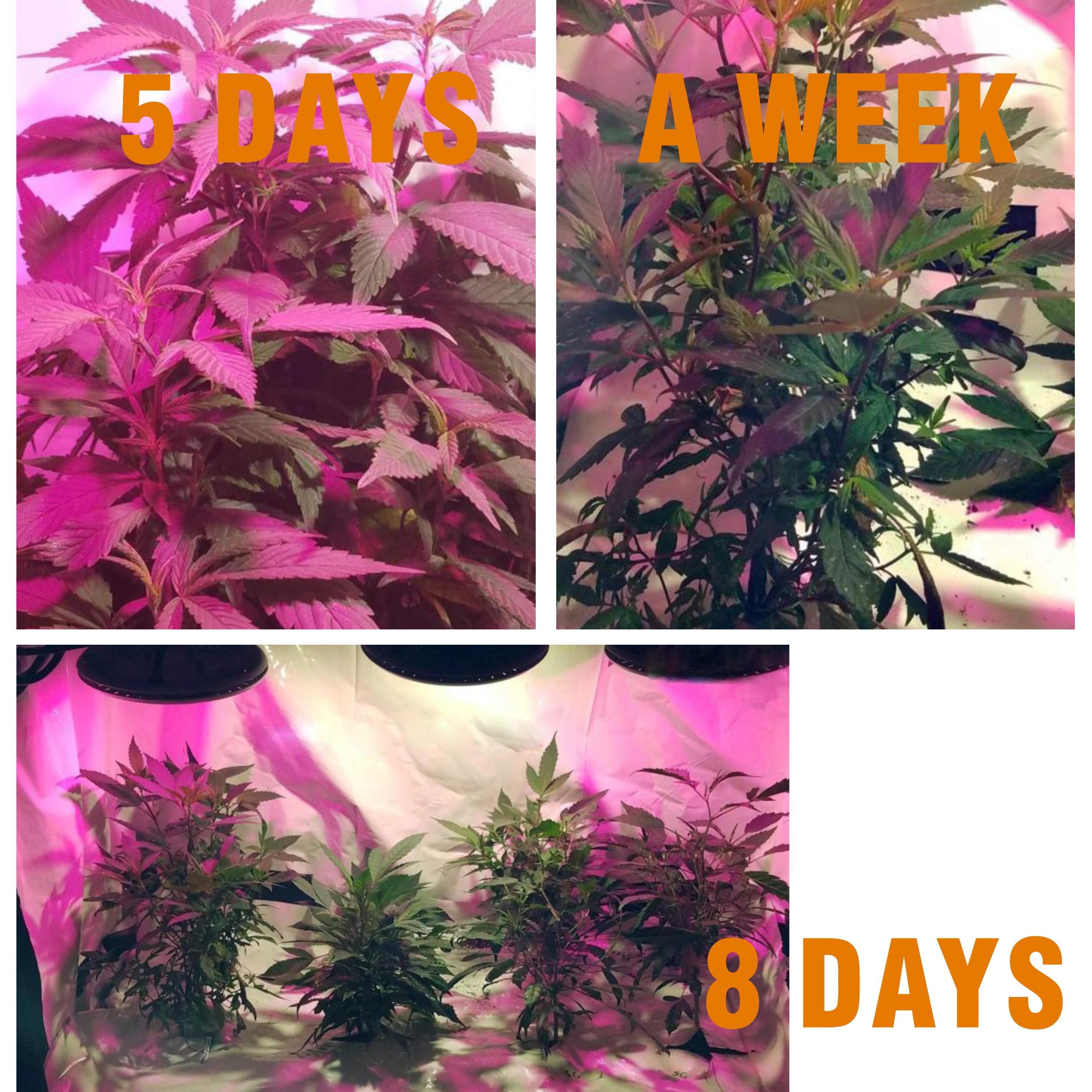 Equivalent Ultra-Thin Waterproof Full Spectrum LED Grow Lights Hydroponic