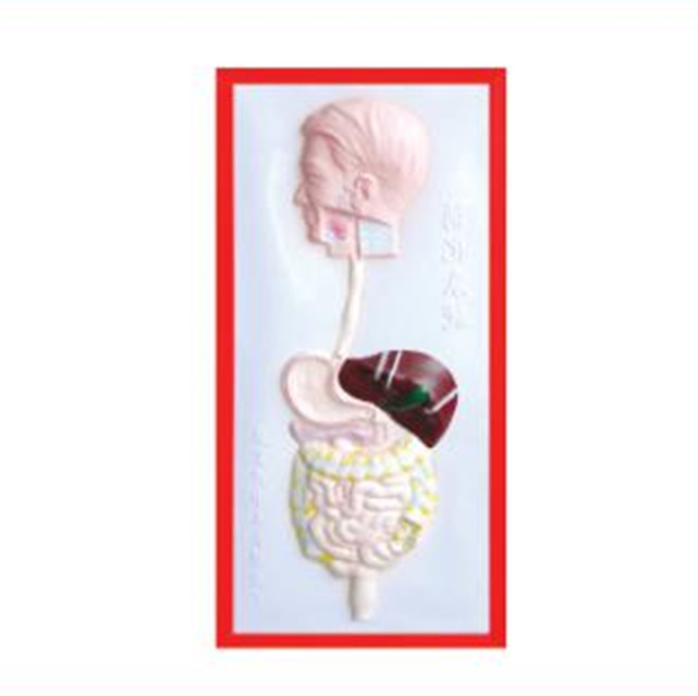 relief model of Digestive system LM1160-4