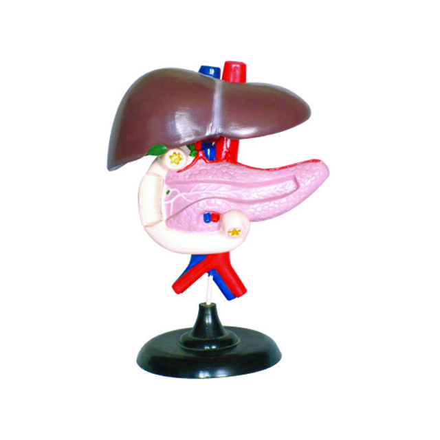 Liver pancreas model,  The model of the liver Duodenum