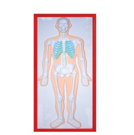 relief model of skeleton system LM1160-1