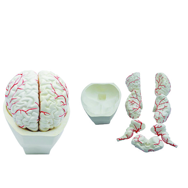 Medical Teaching Model PVC Brain Artery Model