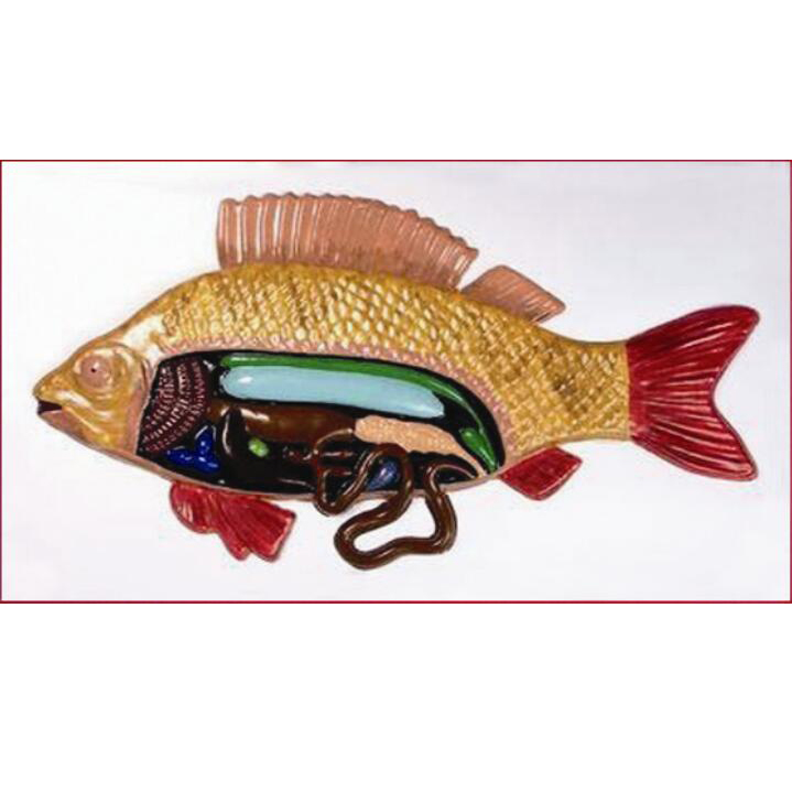 Relief of domestic pigeon anatomy