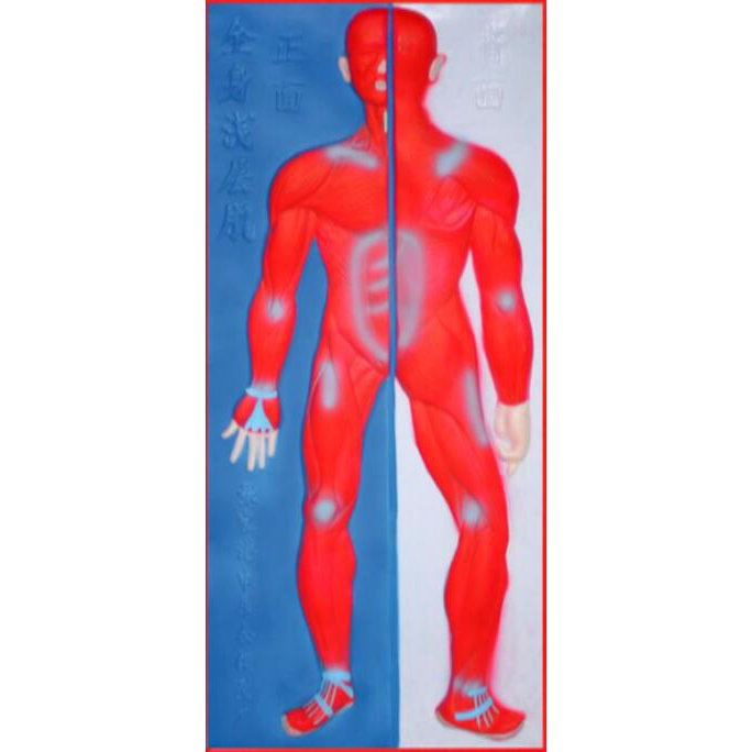 respiratory system model