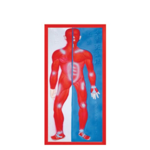 relief of model of muscular system LM1160-2