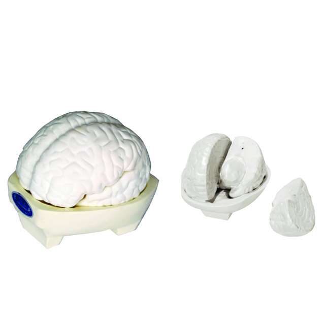 Brain Models