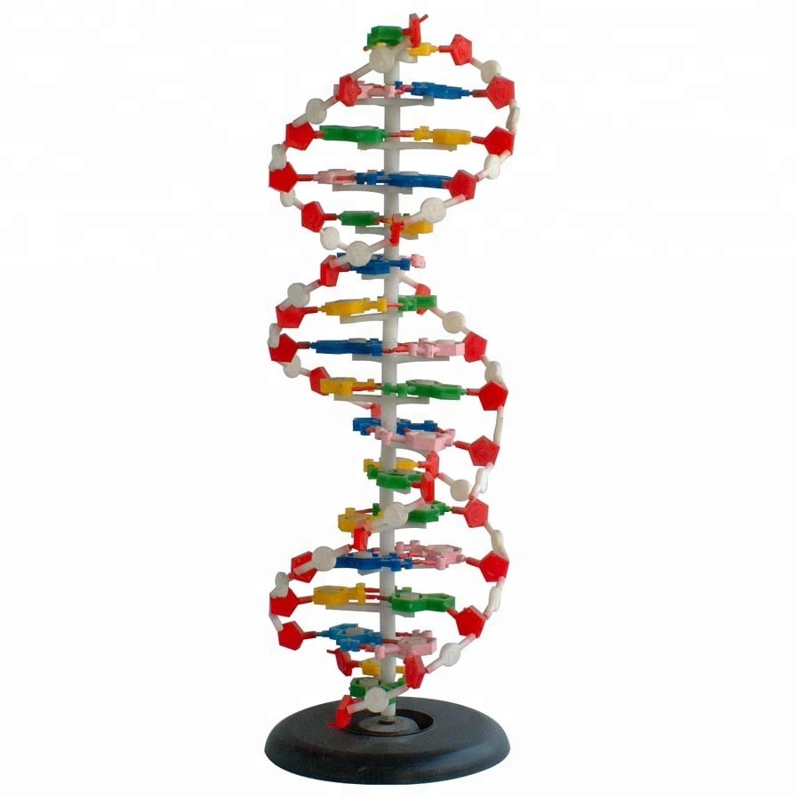 MEDICAL AND TEACHING MODEL-DNA MODEL 1 PART LM2032