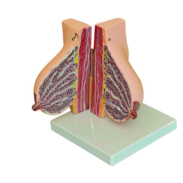 Teaching model of Mammary Gland In Lactation LM1153