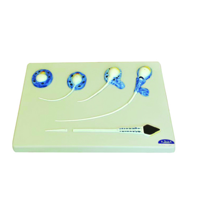 Medical Biology Model The Formation of Sperm Model
