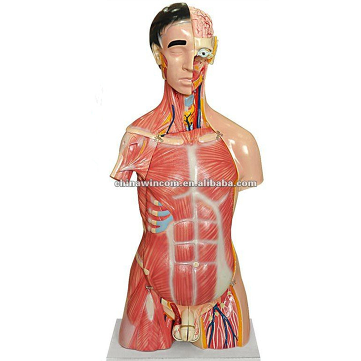 Human Torso model For LM1256-1