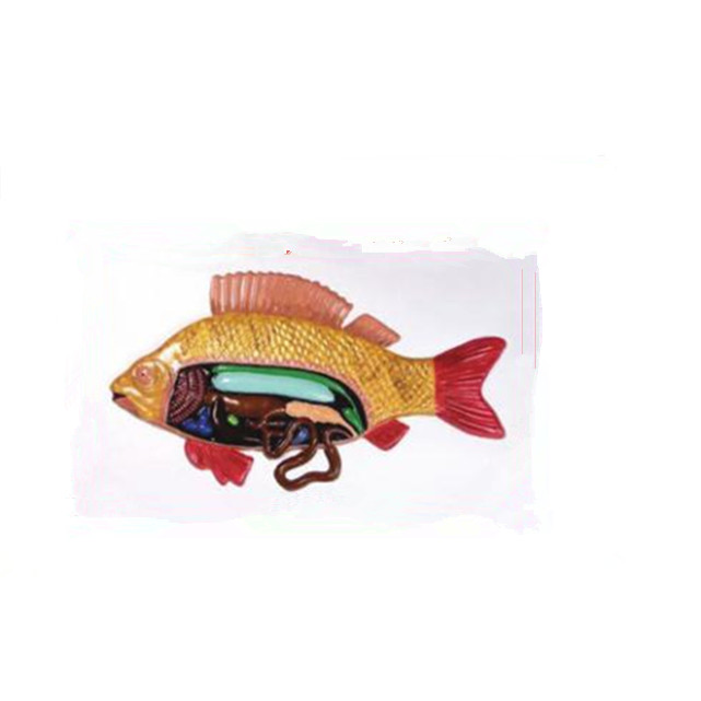 Relief Model of Fish Anatomy LM1160-28
