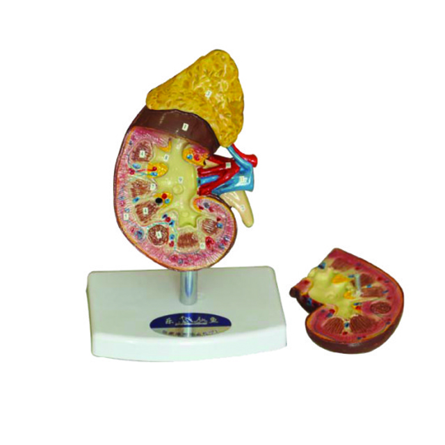 Medical Science Study PVC Kidney Adrenal Gland