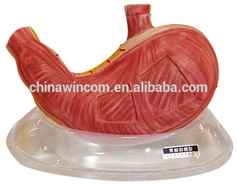 stomach dissection model,stomach model,pvc stomach model
