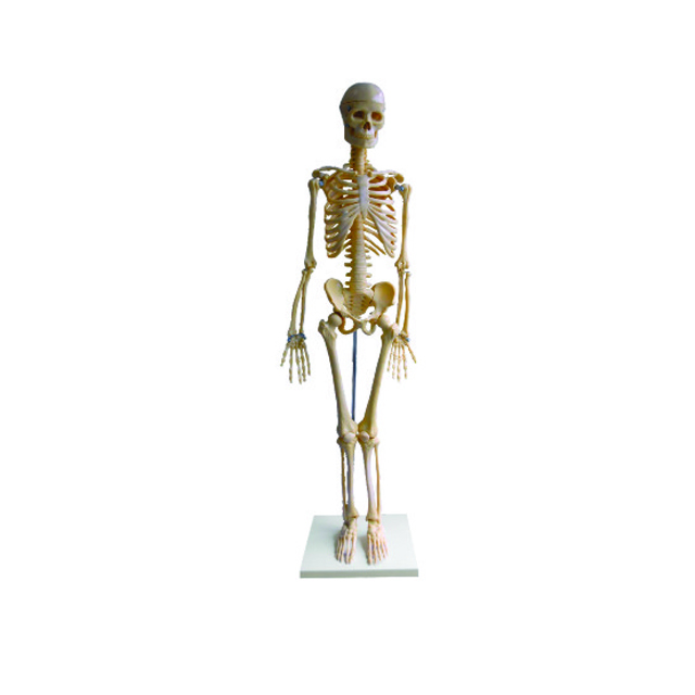 Medical Teaching Model PVC 85cm Human Skeleton LM1006