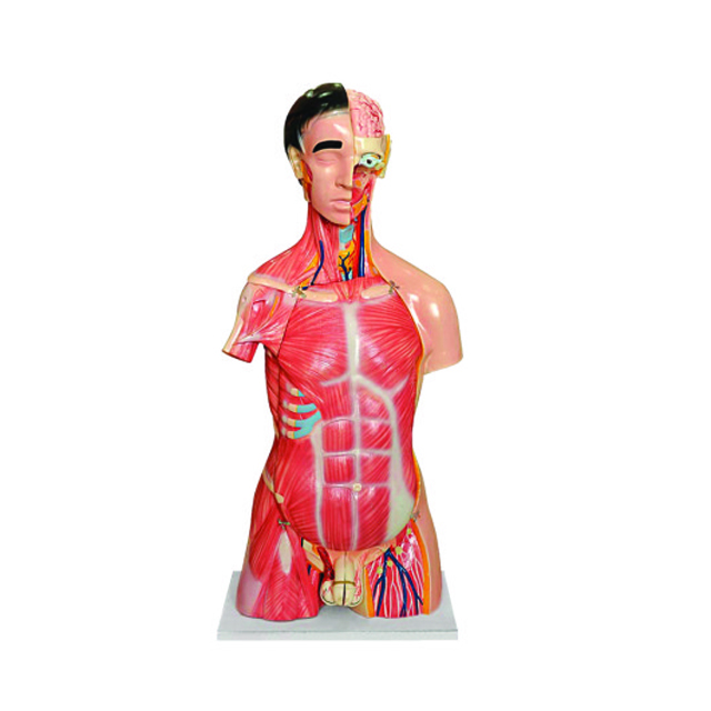 Teaching model of Human Torso LM1256-1