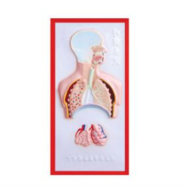 Medical Care Equipment Biological Science Model Relief Model of Respiratory System