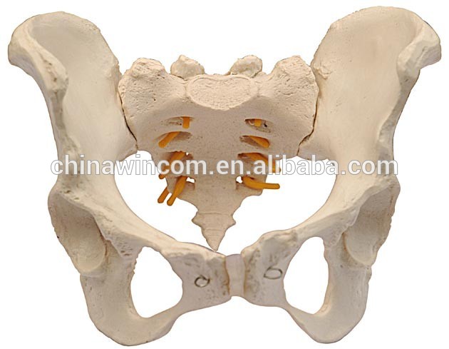 Teaching female pelvis anatomic skeleton model