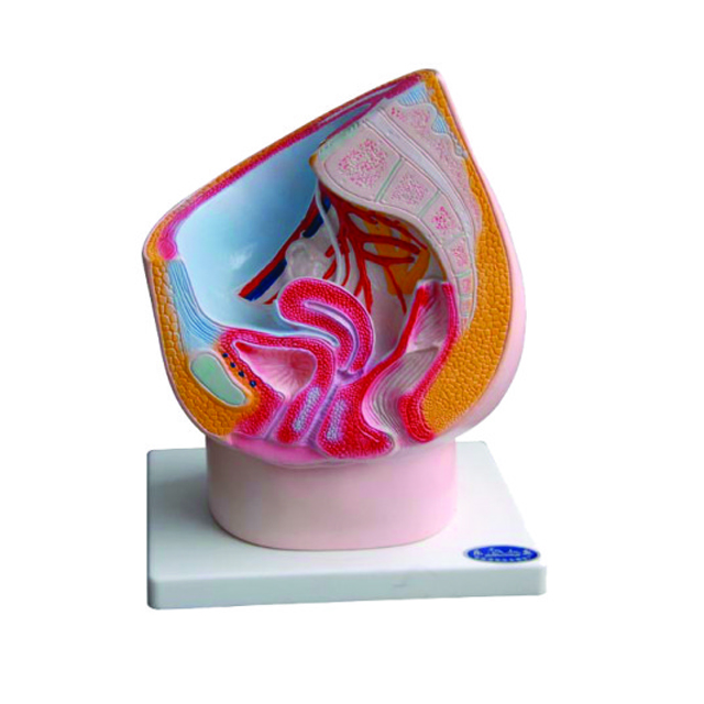 Plastic Female Internal Genital Organs