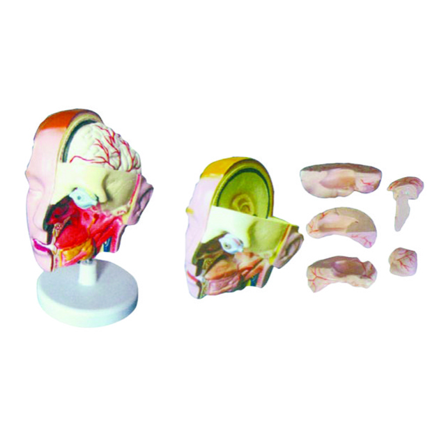 Teaching model of Head Model 6 Parts LM1266