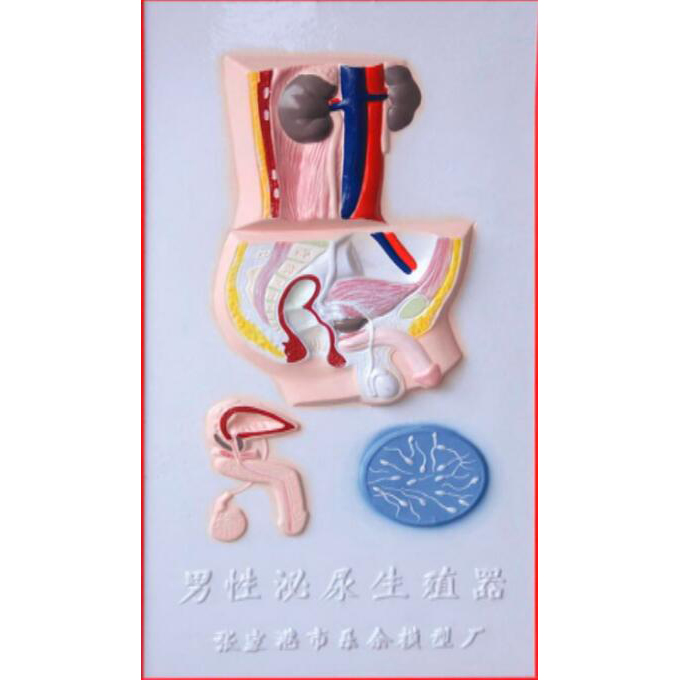 Muscular System Models