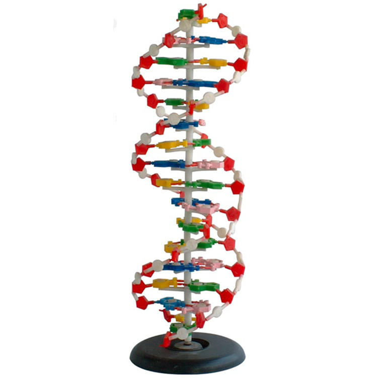 Teaching Resources DNA Model 1Part For LM2032