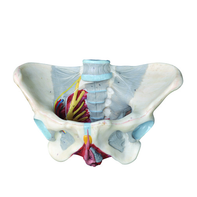 Medical Teaching Female Pelvis with Network of Nerves and Vessels Model