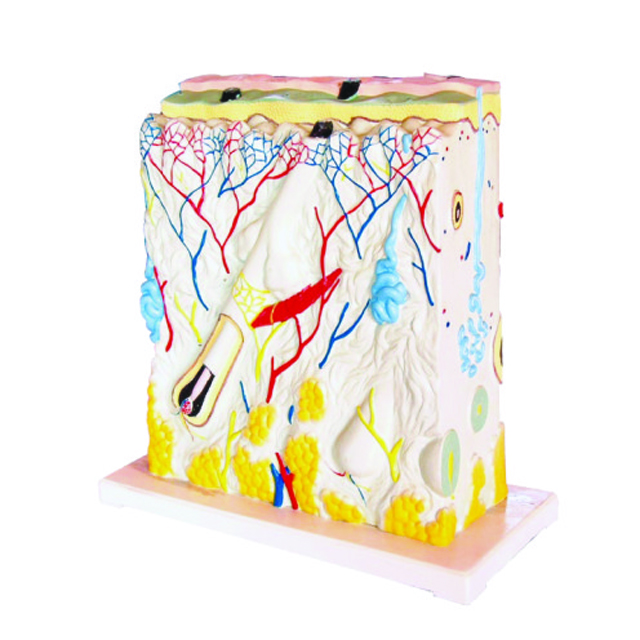 Medical Care Equipment Biological Science Model Skin Mode