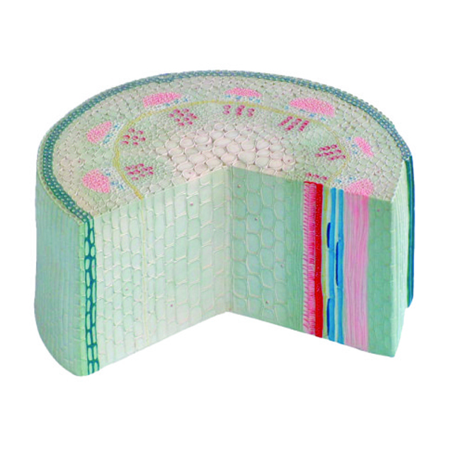 Medical Care Equipment Biological Science Model Relievo Model of Dicotyedon Stem Model