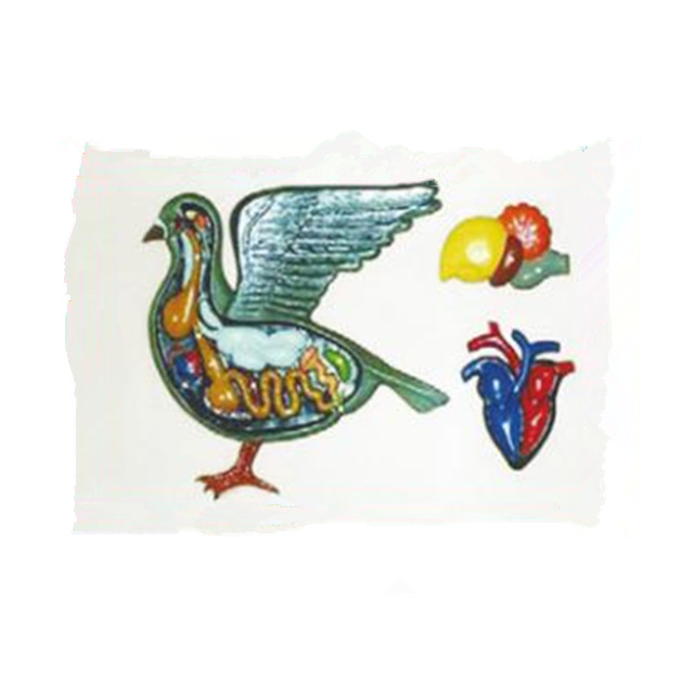 Medical Care Equipment Biological Science Model Relievo Model of Domestic Pigeon Anatomy Model