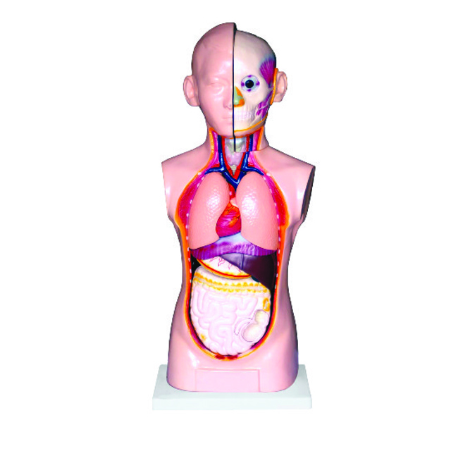 Medical Teaching Model Human Unisex Torso model 9 Parts