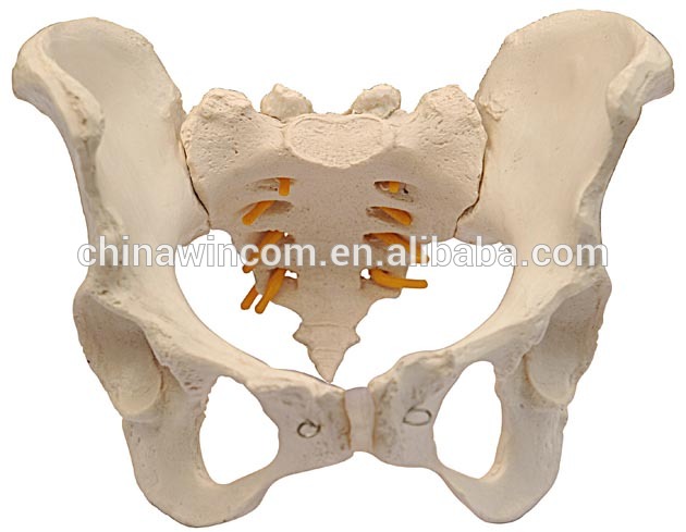 Anatomical  Model of Female and Male  Pelvis