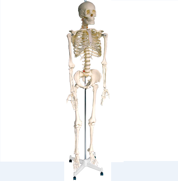 Human Model Skeleton