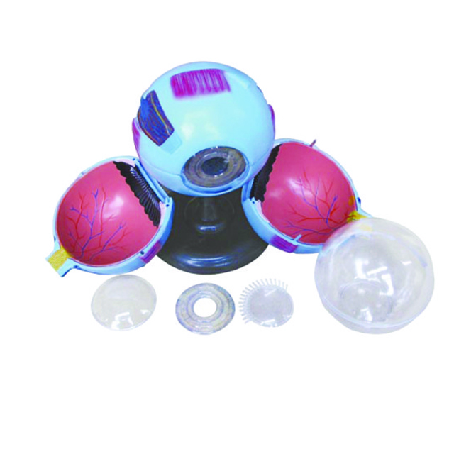 Medical Biology Model PVC Human Eye Model 6 Parts