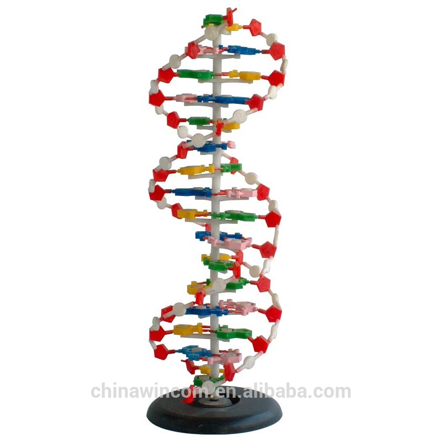 DNA model for biological education