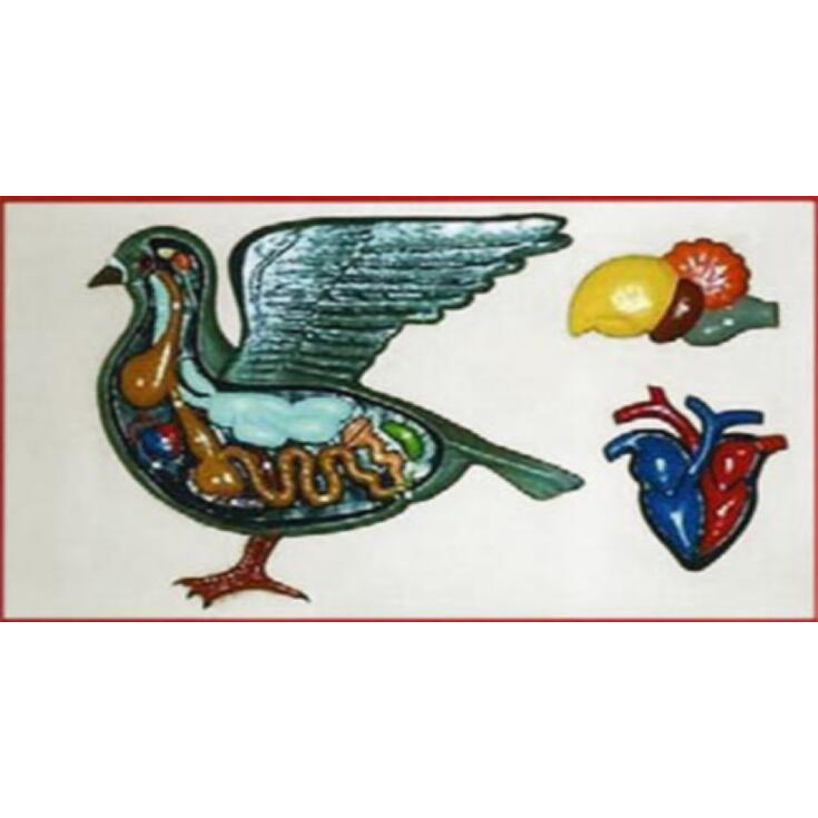 Relief of fish anatomy