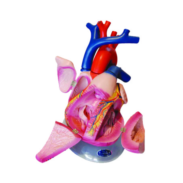 Medical Teaching Model for Biology Model of Heart Dissection