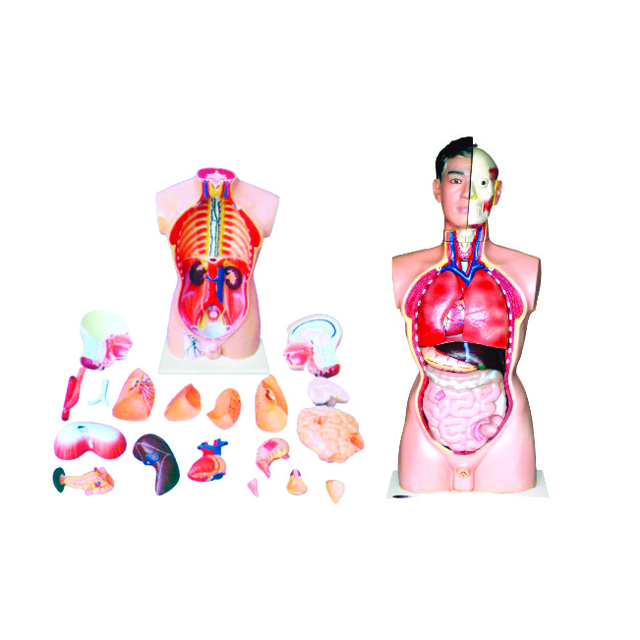 Medical Teaching Model Human Male Body Torso 21 Parts Model