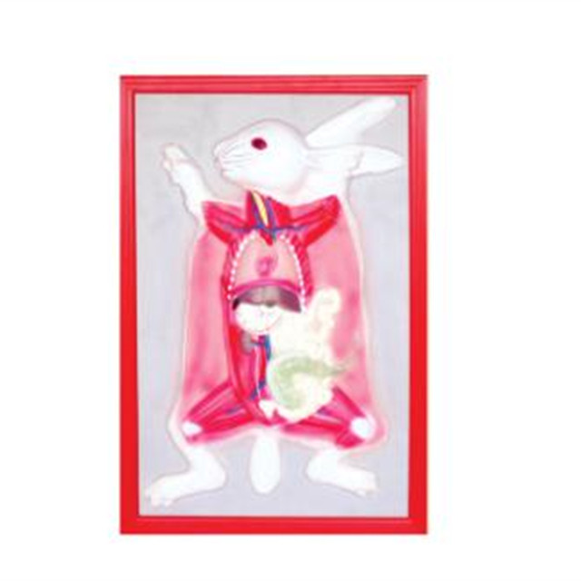Medical Care Equipment Biological Science Model Relievo Model of Domestic Rabbit Anatomy Model