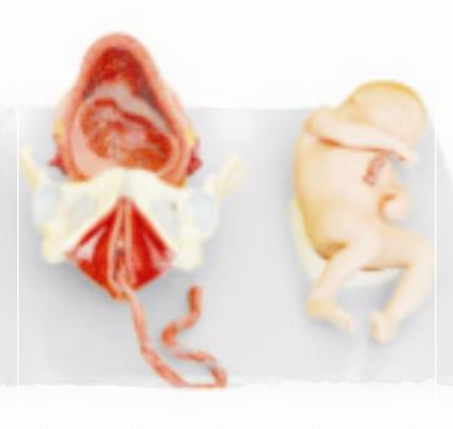 Demonstration Model Of Childbirth For LM2064