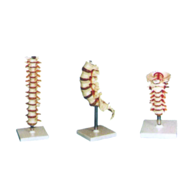 thoracic vertebra model / lumbar model / cervical vertebra model LM1033/LM1034/LM1035