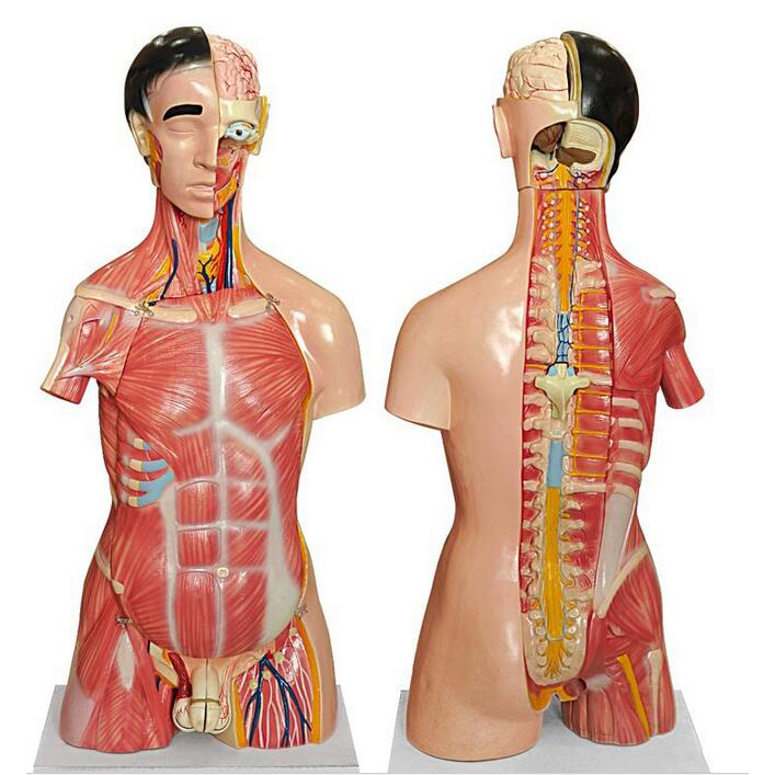 Kidney and Adrenal Gland