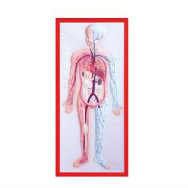 Medical Care Equipment Biological Science Model Relief Model of Circulation System