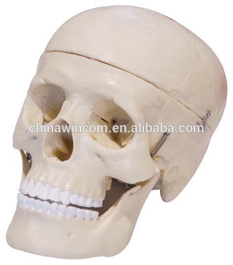 medical anatomical plastic skull model for sale