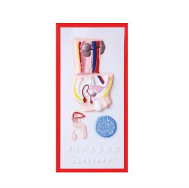 relief of model of the male urinary system LM1160-8