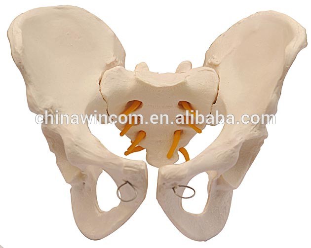 Anatomical Male/Female Pelvis Model