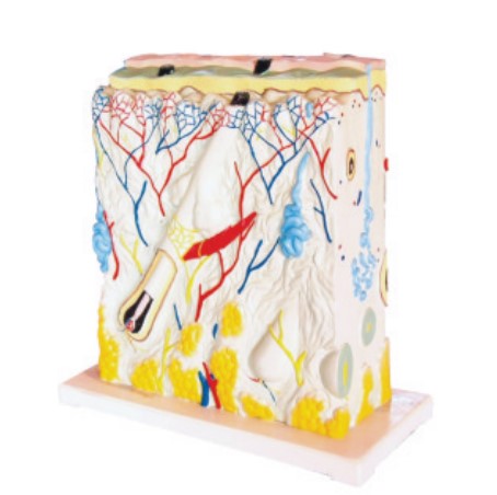 medical school teaching SKIN MODEL