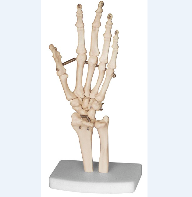 Bone Hand Model For Teaching