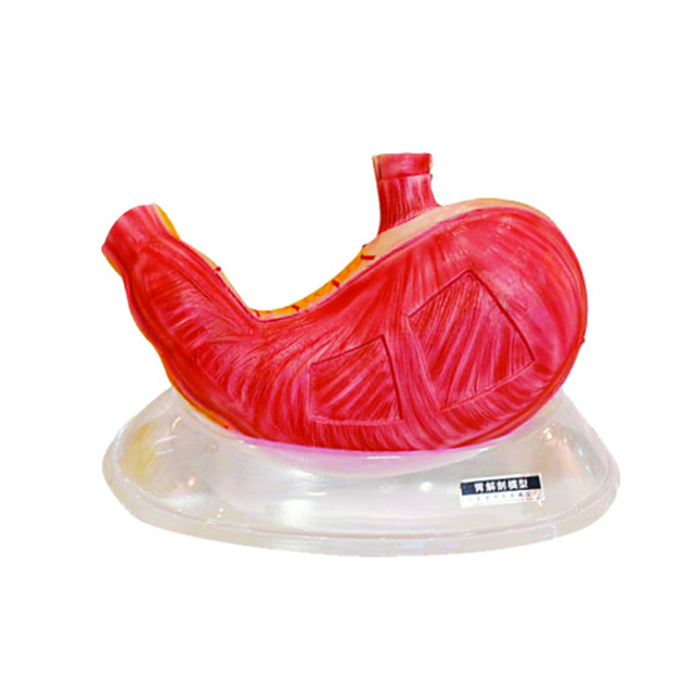 Stomach dissection model, Stomach model